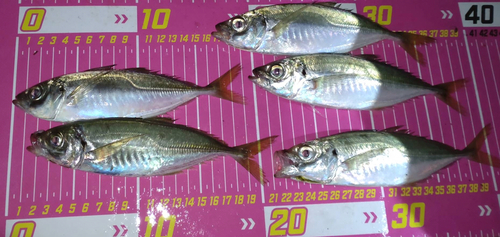 アジの釣果