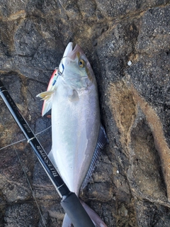 カンパチの釣果