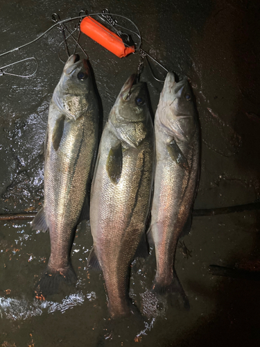 シーバスの釣果