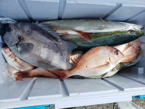 マダイの釣果