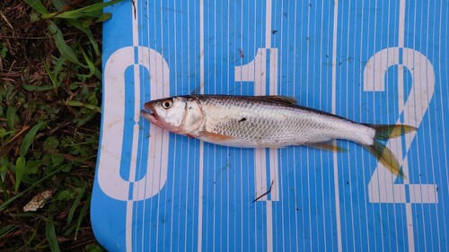 ハスの釣果