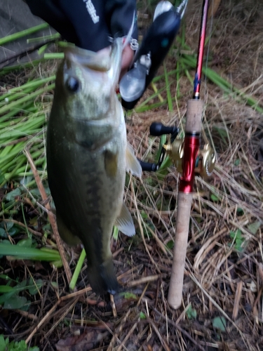 ラージマウスバスの釣果