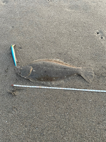 ソゲの釣果