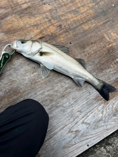 スズキの釣果