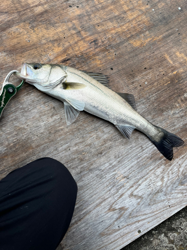 スズキの釣果