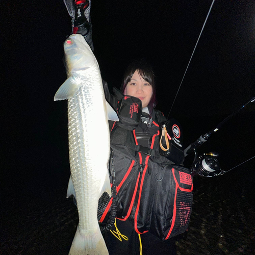 ボラの釣果