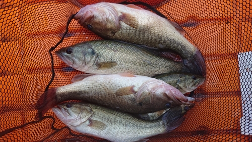 ブラックバスの釣果