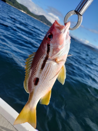 ヨコスジフエダイの釣果