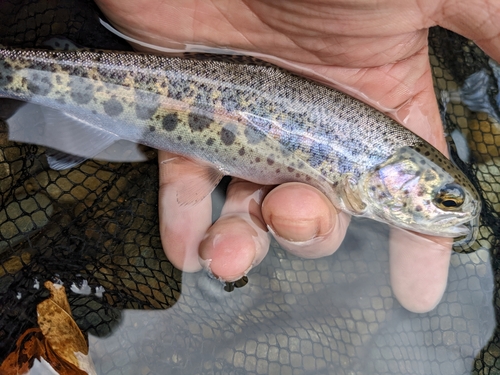 ニジマスの釣果