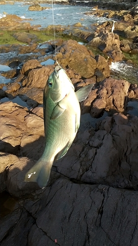 メジナの釣果