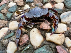 ノコギリガザミの釣果