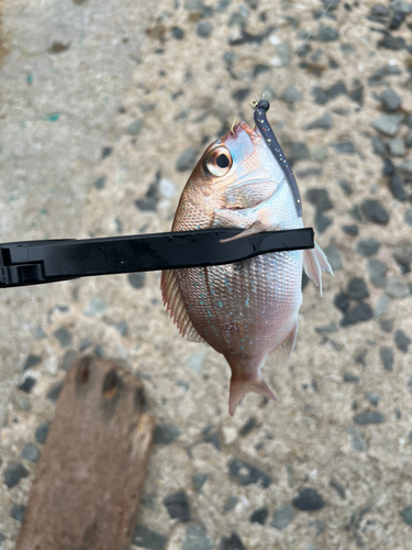 チャリコの釣果