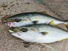 ハマチの釣果