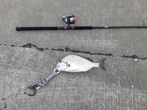 ヘダイの釣果