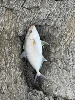 ショゴの釣果