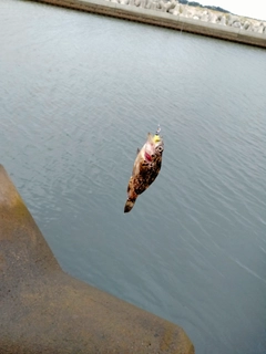 クロソイの釣果