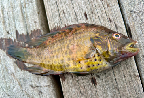 オハグロベラの釣果