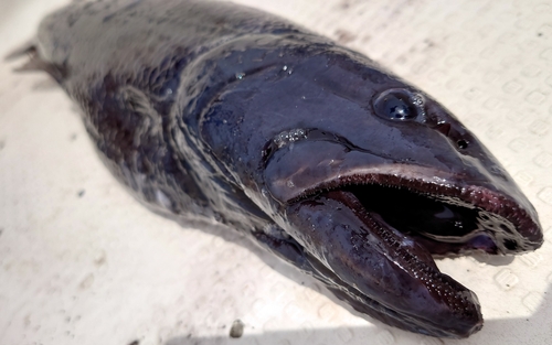 クログチイワシの釣果