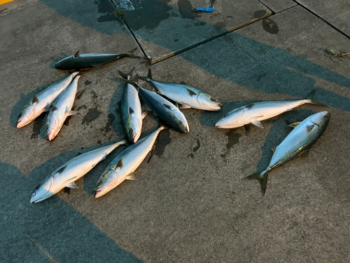 ワラサの釣果