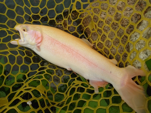 アルビノニジマスの釣果