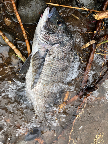 チヌの釣果