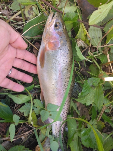 ニジマスの釣果