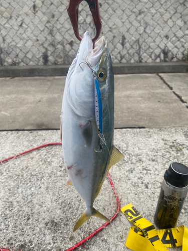 ハマチの釣果