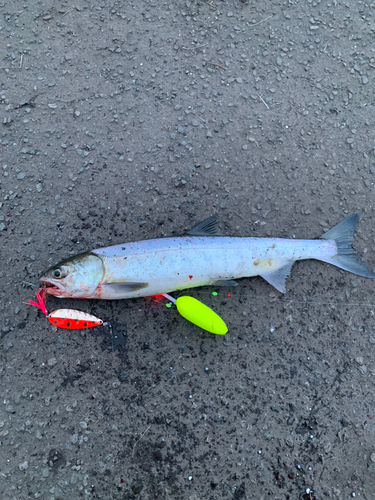 アキアジの釣果