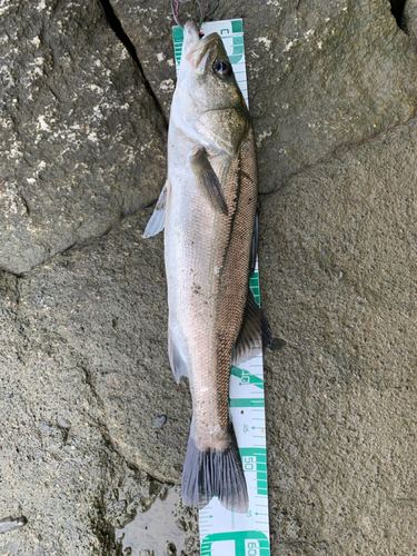 フッコ（マルスズキ）の釣果