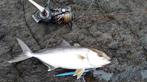 ネイリの釣果