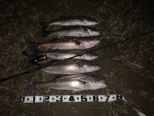 シーバスの釣果