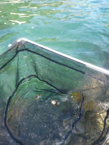 チョウチョウウオの釣果