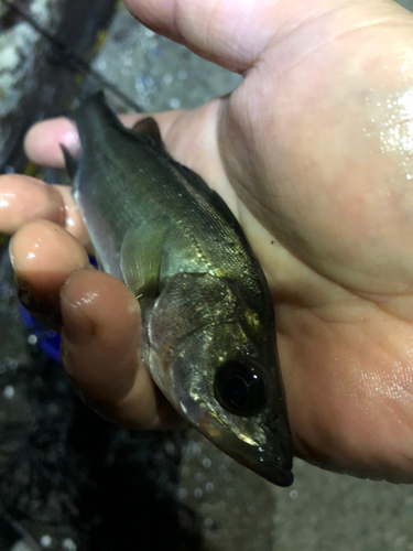 セイゴ（マルスズキ）の釣果