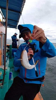 ショウサイフグの釣果