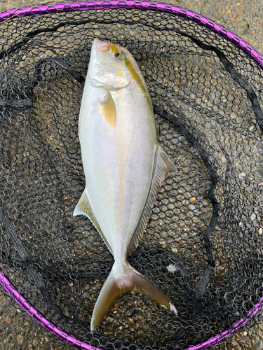 ショゴの釣果