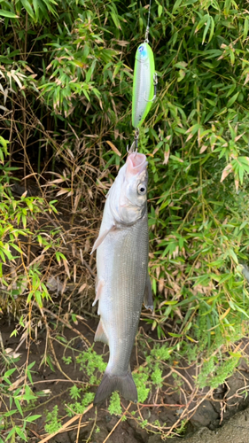 ウグイの釣果