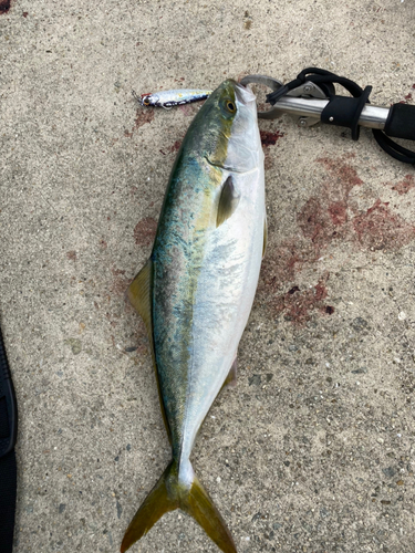 ハマチの釣果