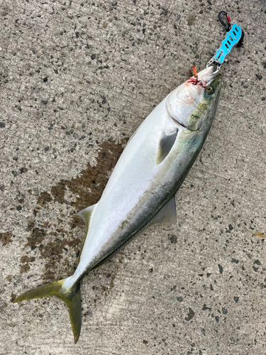 ブリの釣果