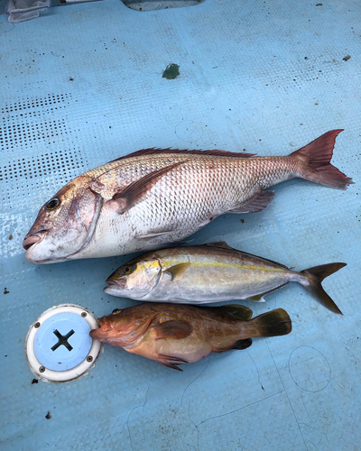 マダイの釣果