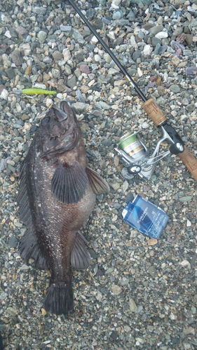 クロソイの釣果