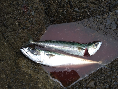 サバの釣果