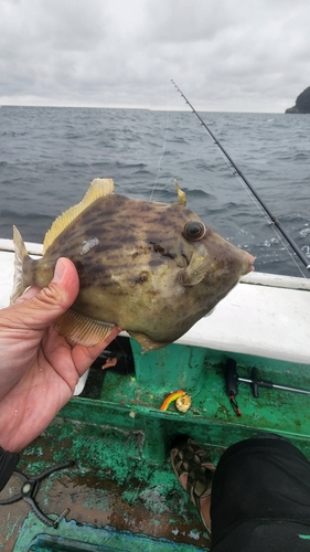 カワハギの釣果