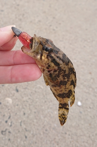 タケノコメバルの釣果