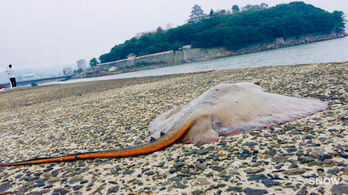 エイの釣果