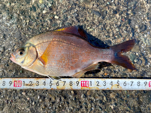 マタナゴの釣果