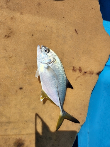 メッキの釣果