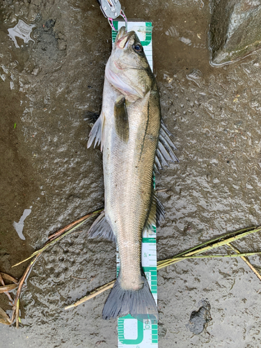 フッコ（マルスズキ）の釣果