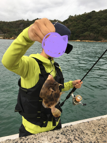 カワハギの釣果