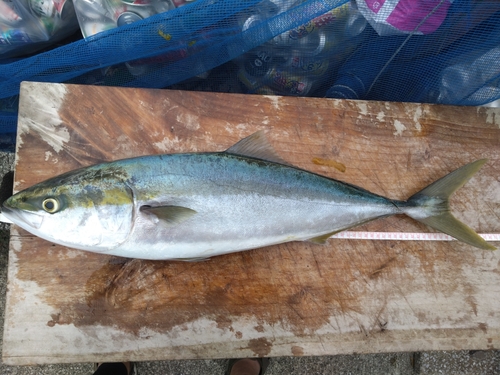 メジロの釣果