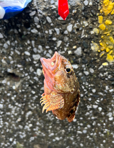 カサゴの釣果